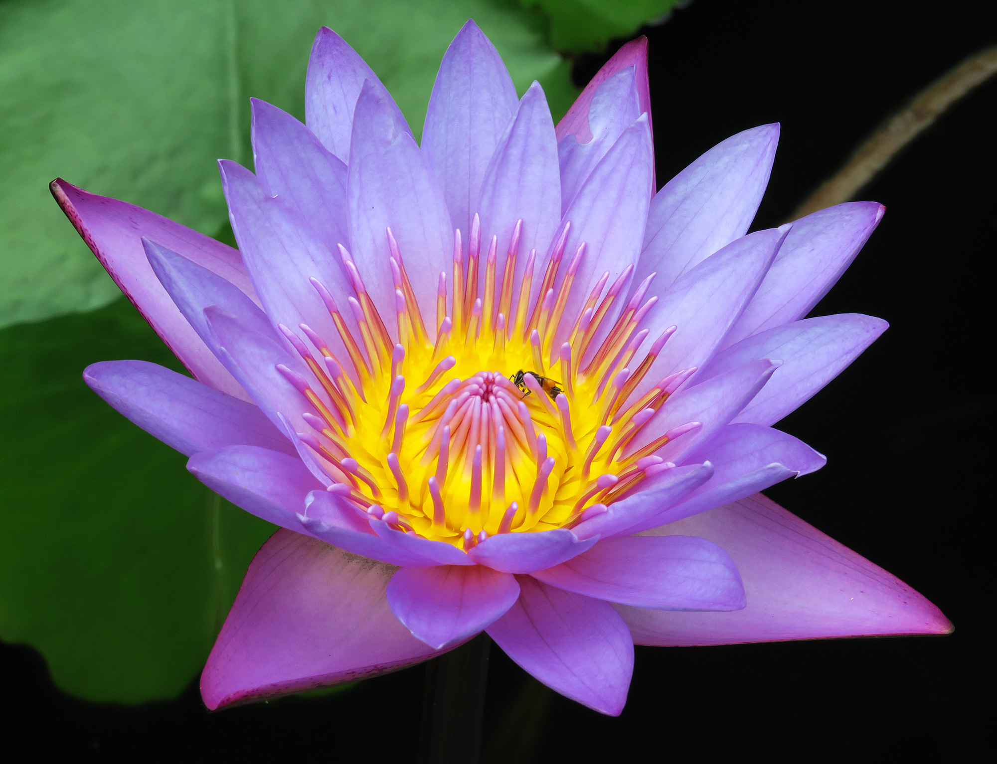 Символ Шри-Ланки