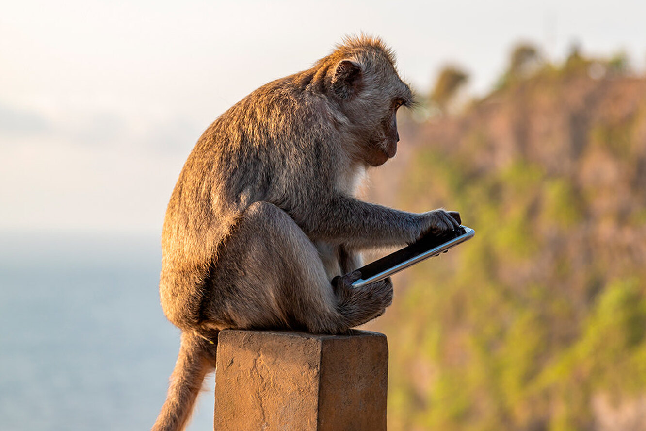 Местные воришки