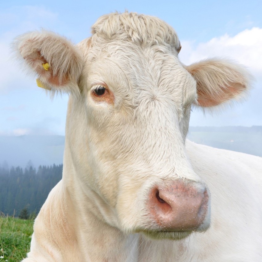 Индонезийские прозвища