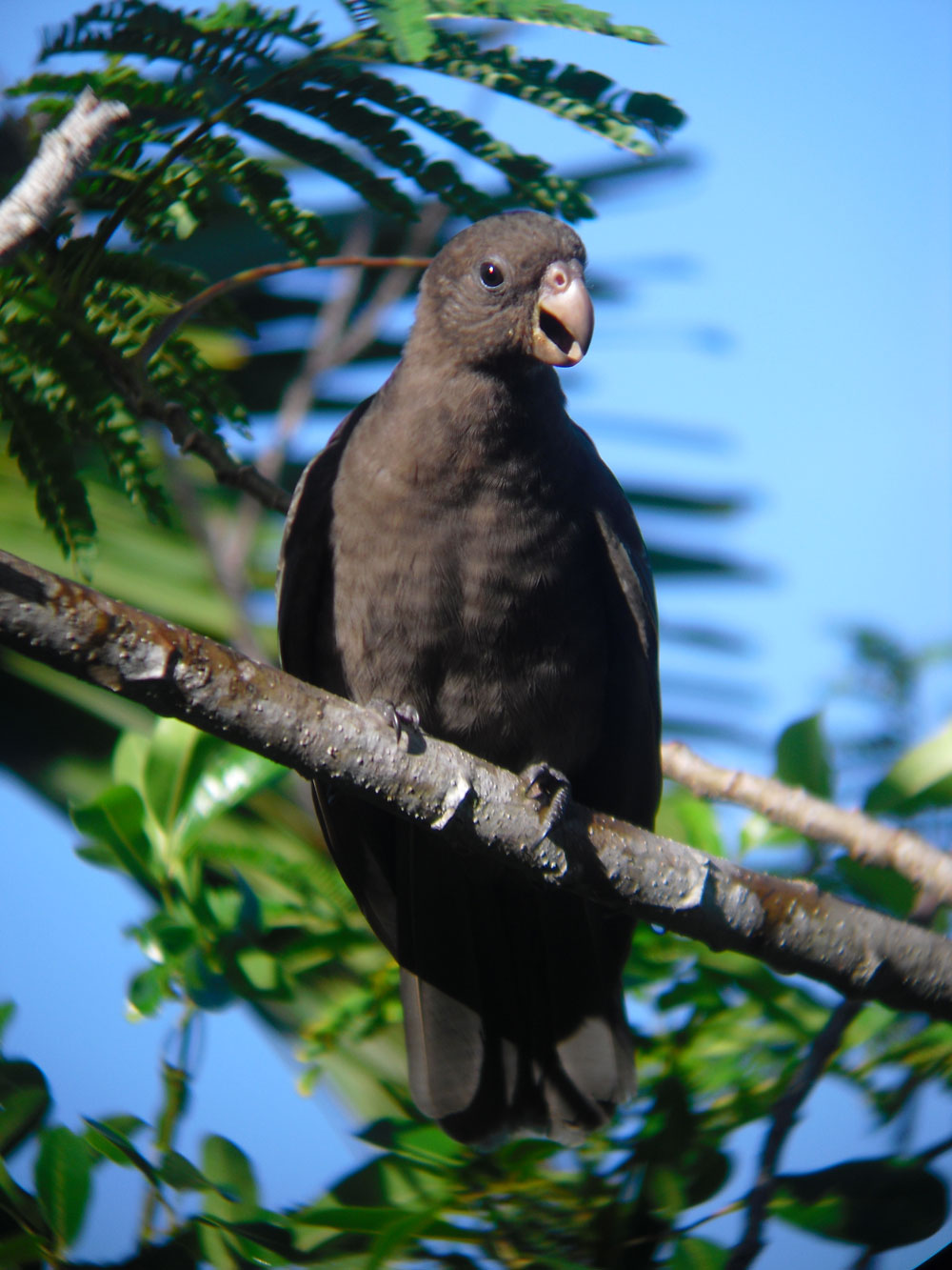 Редкая птица