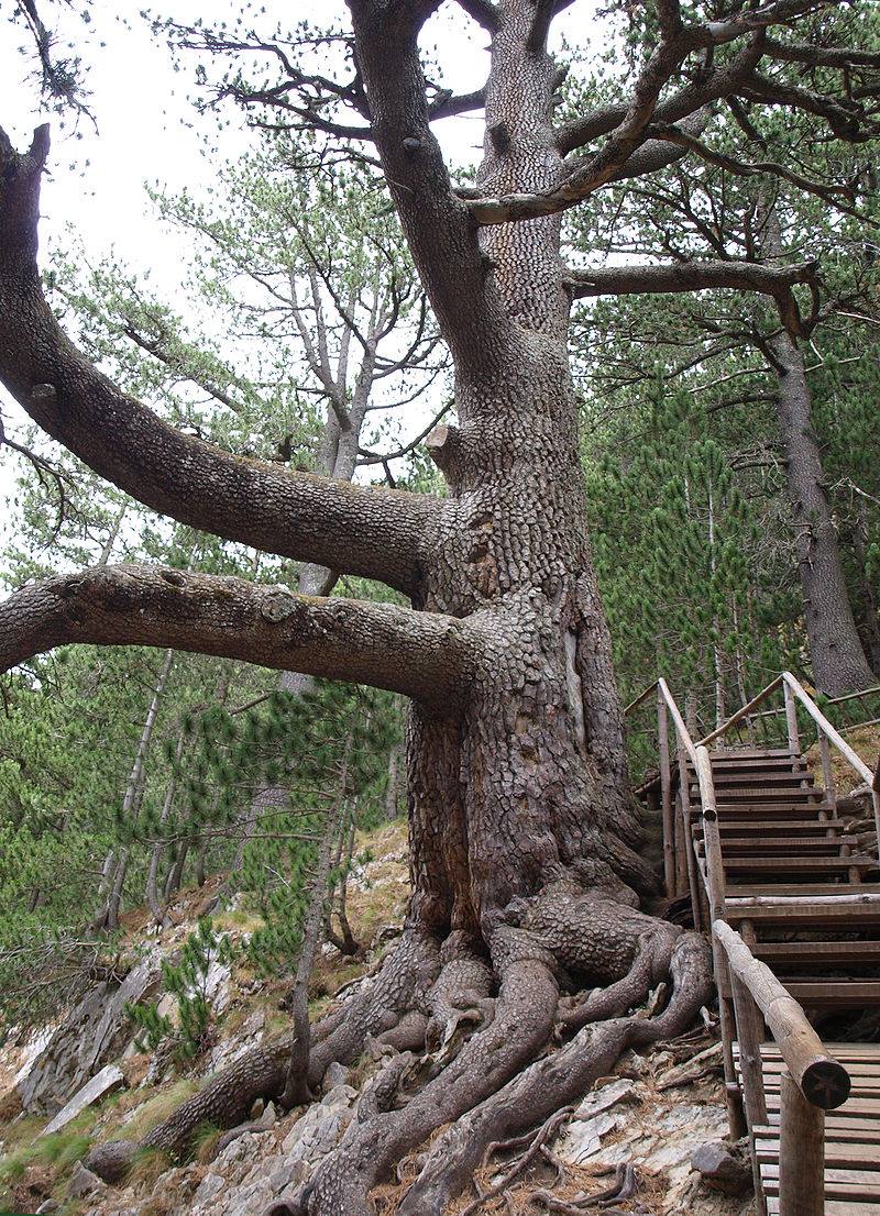 Самое старое дерево